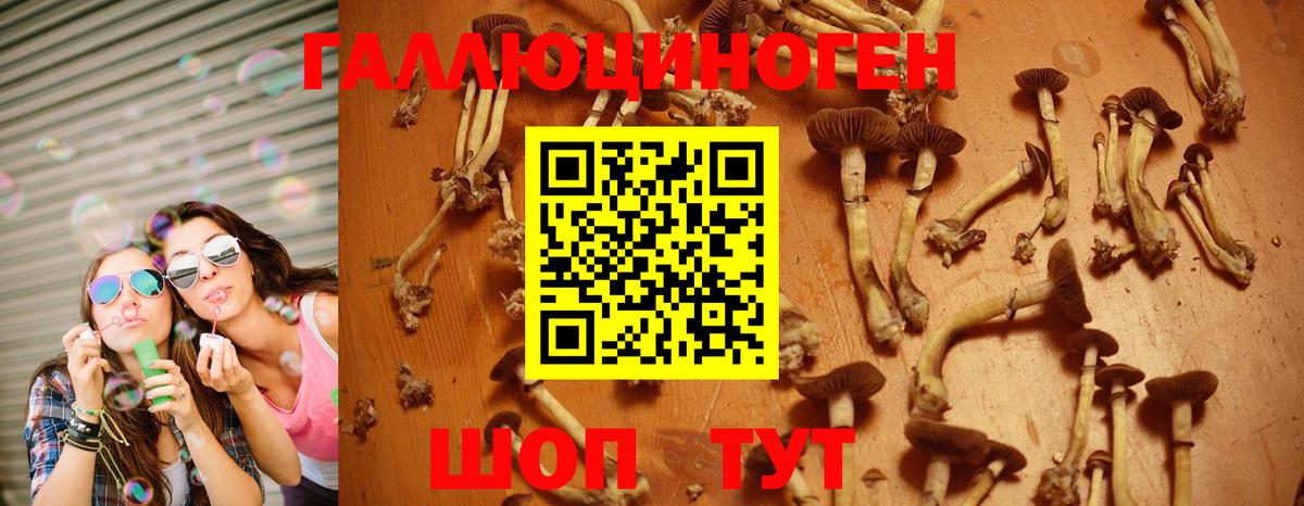 Славгород  Псилоцибиновые грибы мицелий  Вход с VPN 